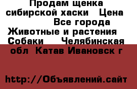 Продам щенка сибирской хаски › Цена ­ 8 000 - Все города Животные и растения » Собаки   . Челябинская обл.,Катав-Ивановск г.